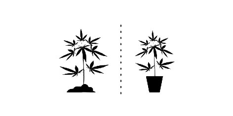 Cultivo Interior Vs Cultivo Exterior